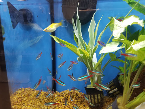 Pet Supply Store «Petco Animal Supplies», reviews and photos, 1203 SE Everett Mall Way f, Everett, WA 98208, USA