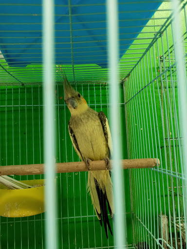 Pet Store «Inez Pet Shop», reviews and photos, 3825 Whittier Blvd, Los Angeles, CA 90023, USA