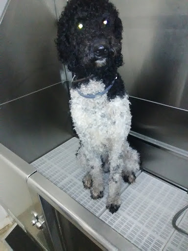 Pet Store «Boiling Springs Pet World», reviews and photos, 2651 Boiling Springs Rd, Spartanburg, SC 29316, USA