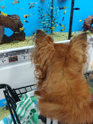 Pet Supply Store «Petco Animal Supplies», reviews and photos, 852 N Western Ave, San Pedro, CA 90732, USA