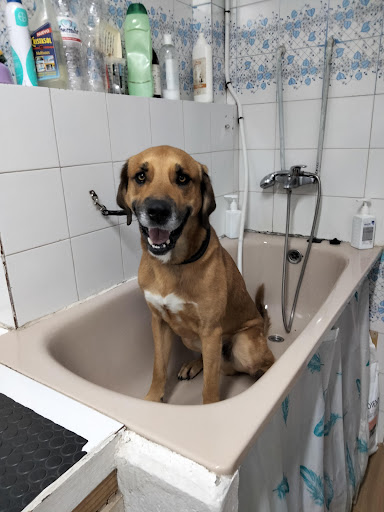 Centro Veterinario Gato Blanco Perro Negro en Benajarafe