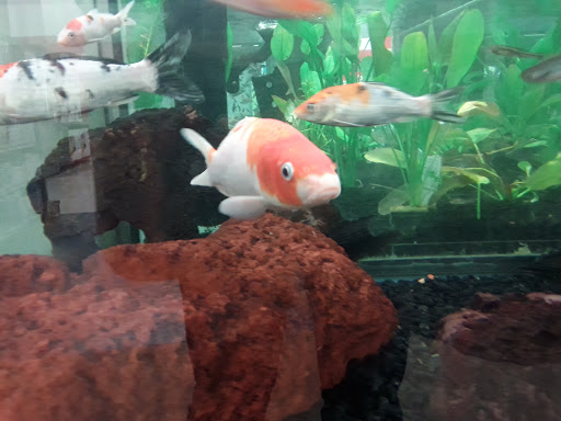 Pet Supply Store «Petco Animal Supplies», reviews and photos, 4013 W Walnut St, Rogers, AR 72756, USA