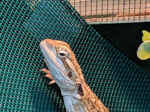 Pet Supply Store «Pet Supplies Plus», reviews and photos, 911 N Cable Rd a, Lima, OH 45805, USA