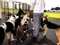 Suite Dog Daze LLC - Photo 6 - Car repair in Salem, OR, Salem