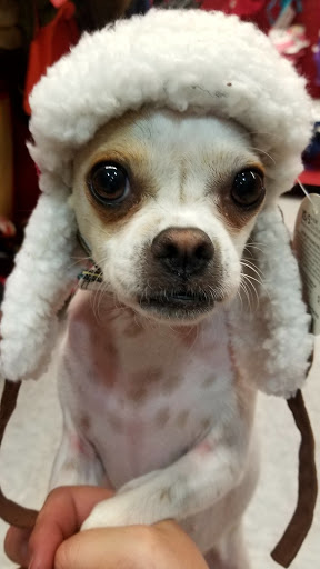 Pet Supply Store «Petco Animal Supplies», reviews and photos, 5843 N Elizabeth St, Pueblo, CO 81008, USA