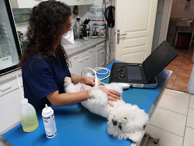 Cabinet vétérinaire des Neiges d'Olmes du Docteur Gouriet à Laroque-d'Olmes