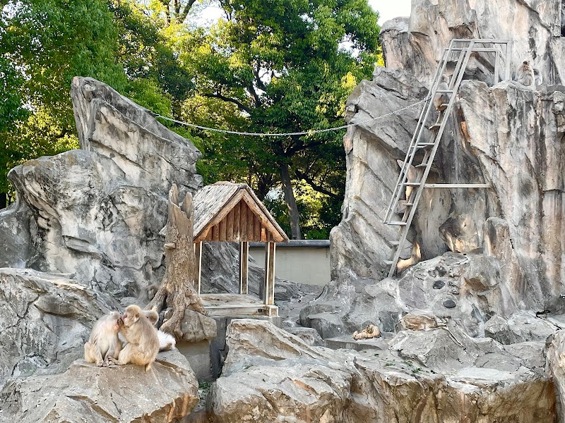 サル山（ニホンザル）上野動物園