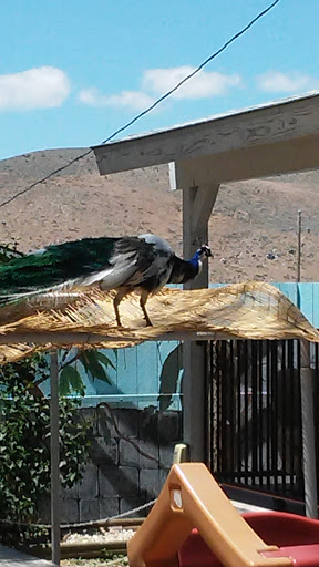 Zoo «Sierra Safari Zoo», reviews and photos, 10200 N Virginia St, Reno, NV 89506, USA