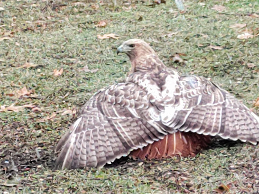 Park «Mies Park», reviews and photos, Chicago W, Livonia, MI 48150, USA