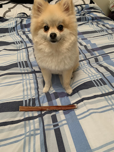 Pet Supply Store «Pet Life | Supplies, Services & Knowledge», reviews and photos, 517 S Broadway, Salem, NH 03079, USA