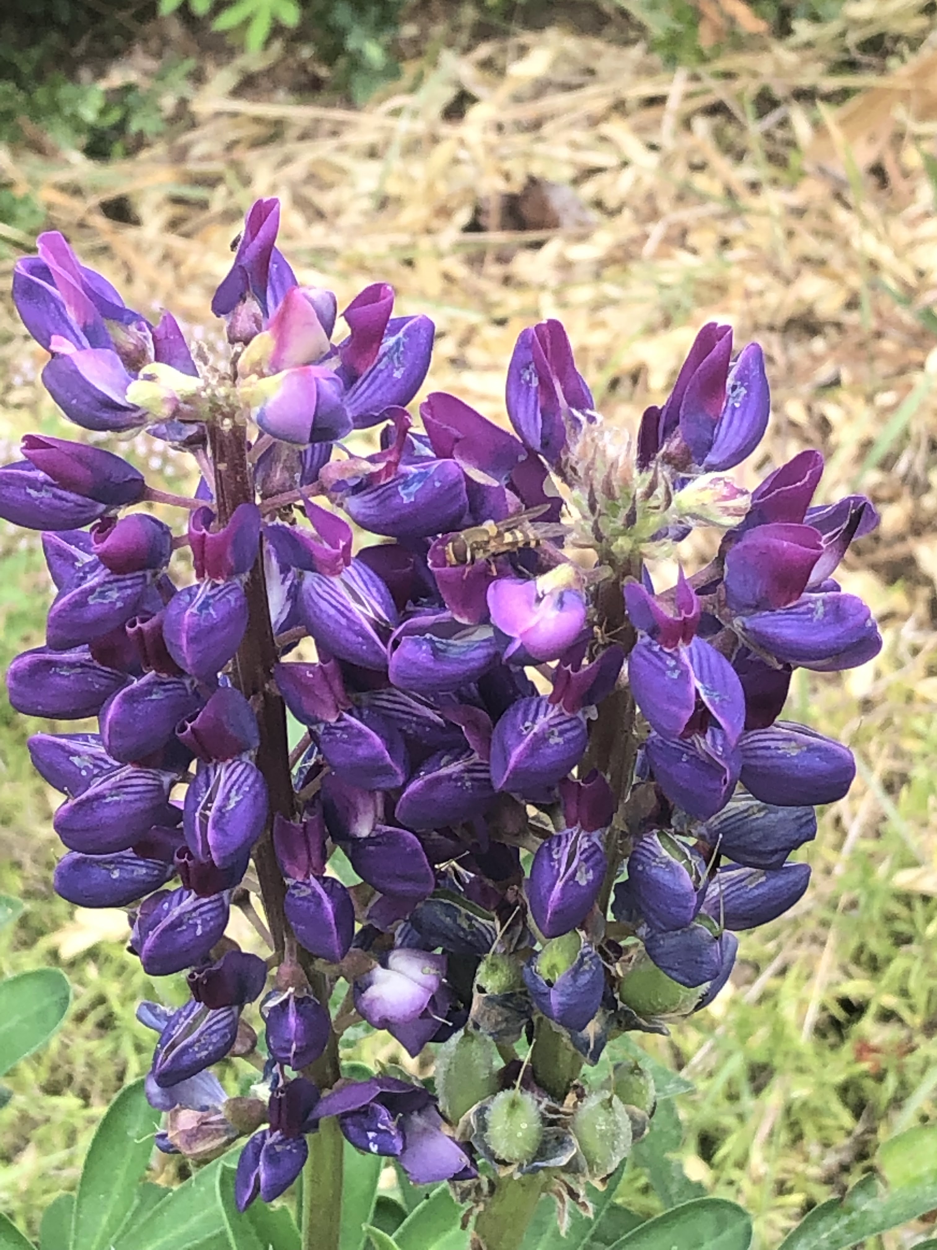 Photo n° 1 de l'avis de Julie.3 fait le 29/07/2022 à 17:59