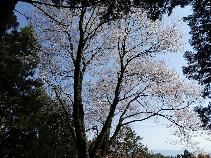 栗田の大山桜