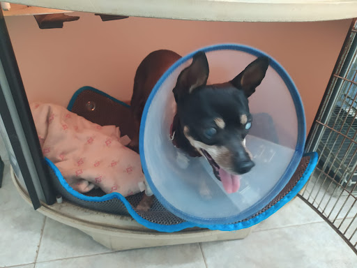 Clínica Veterinaria Pozoblanco en Pozoblanco