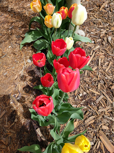 Cafe «Rocky Mountain Coffee Roasters», reviews and photos, 285 Main St, Frisco, CO 80443, USA