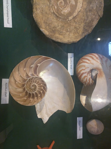 Museum «Elgin Public Museum», reviews and photos, 225 Grand Blvd, Elgin, IL 60120, USA