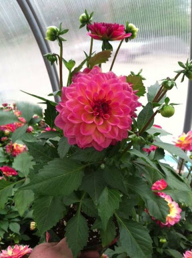 Brewing Supply Store «Chepachet Hardware», reviews and photos, 916 Putnam Pike, Chepachet, RI 02814, USA