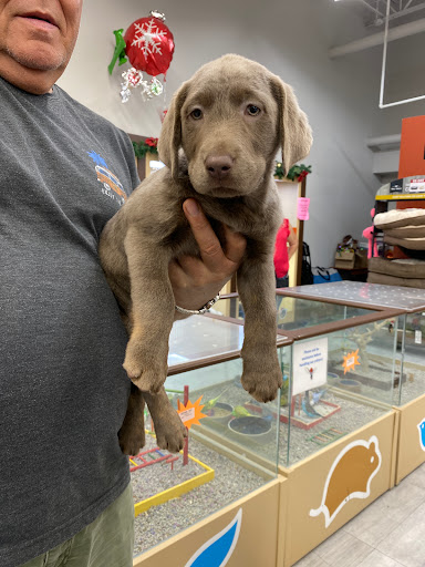 Pet Store «Petland», reviews and photos, 10289 Ulmerton Rd, Largo, FL 33771, USA