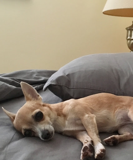 Tarpon Woods Veterinary Medical Center image