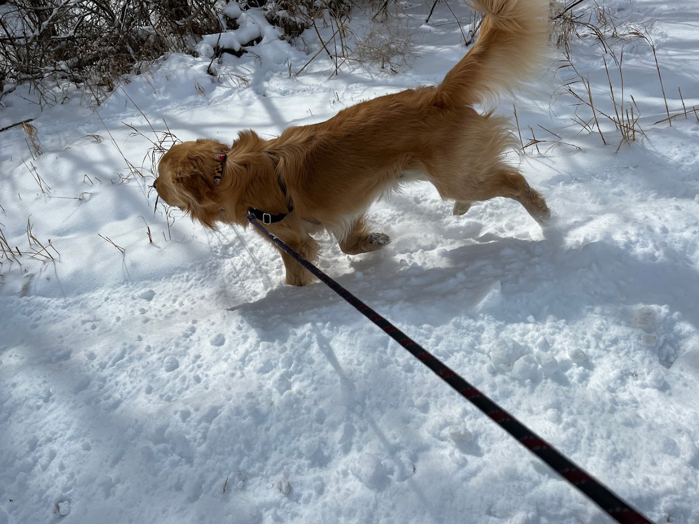 Professional Pet Care LLC