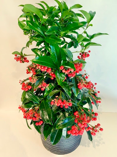 Florist «Medford Florist», reviews and photos, 38 S Main St, Medford, NJ 08055, USA