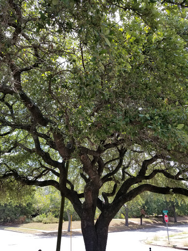 Coffee Shop «Pinewood Coffee Bar», reviews and photos, 2223 Austin Ave, Waco, TX 76706, USA