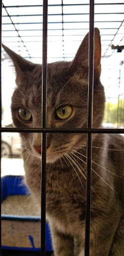 Pet Supply Store «Centinela Feed & Pet Supplies», reviews and photos, 3120 E Colorado Blvd, Pasadena, CA 91107, USA