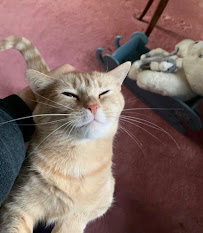 Creature Comforts Pet Sitting - Photo 7 - Car repair in , Philadelphia