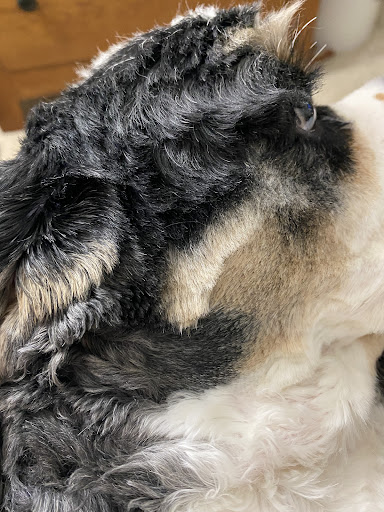 Pet Supply Store «PetSmart», reviews and photos, 2391 NJ-66, Ocean Township, NJ 07712, USA