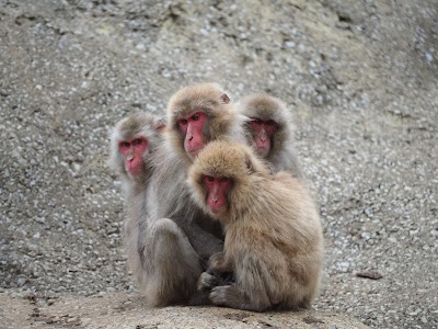 脇野沢野猿公苑