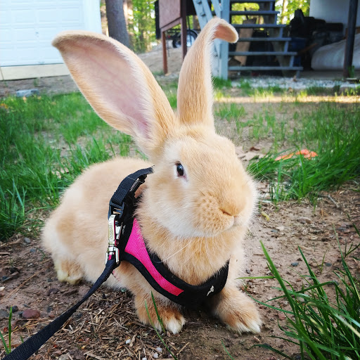 Pet Supply Store «Petco Animal Supplies», reviews and photos, 86 Storrs Rd, Mansfield Center, CT 06250, USA