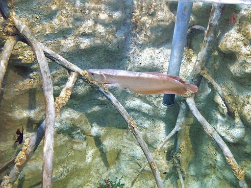 Science Museum «Discovery World», reviews and photos, 500 N Harbor Dr, Milwaukee, WI 53202, USA