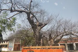 Paarijaat Tree, Sultanpur (U.P.) image