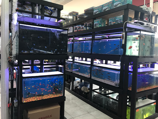 Aquarium «1st Class Aquarium», reviews and photos, 1167 Bay St, Staten Island, NY 10305, USA