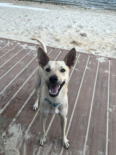 Pet Supply Store «PetSmart», reviews and photos, 2391 NJ-66, Ocean Township, NJ 07712, USA