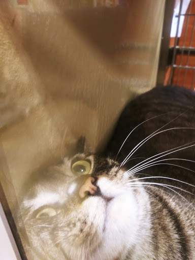 Pet Supply Store «PetSmart», reviews and photos, 1929 Scenic Hwy N, Snellville, GA 30078, USA