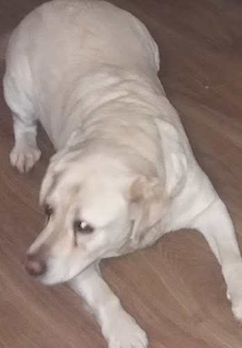 Recenzije Pets2vets u Koprivnica - Veterinar