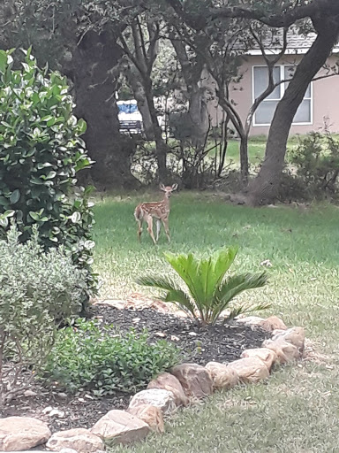 Golf Course «Fair Oaks Ranch Golf & Country Club», reviews and photos, 7900 Fair Oaks Pkwy, Fair Oaks Ranch, TX 78015, USA