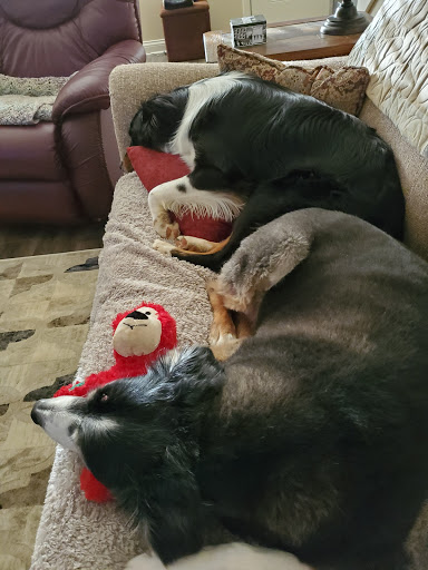 Pet Supply Store «Pet Supplies Plus», reviews and photos, 61 Irving Park Rd, Streamwood, IL 60107, USA