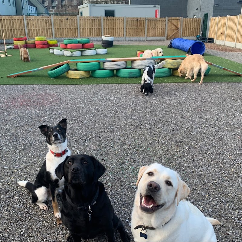 Lee Dog DayCare, Dog Training and Dog Park