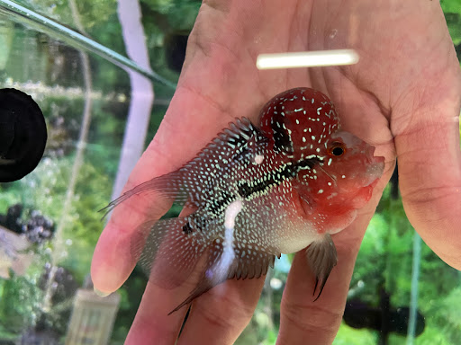 Pet Supply Store «Pet Zone Tropical Fish», reviews and photos, 4266 University Ave, San Diego, CA 92105, USA