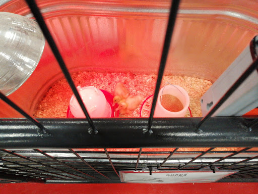 Home Improvement Store «Tractor Supply Co.», reviews and photos, 2475 Dr Martin Luther King Jr Pkwy, Chico, CA 95928, USA