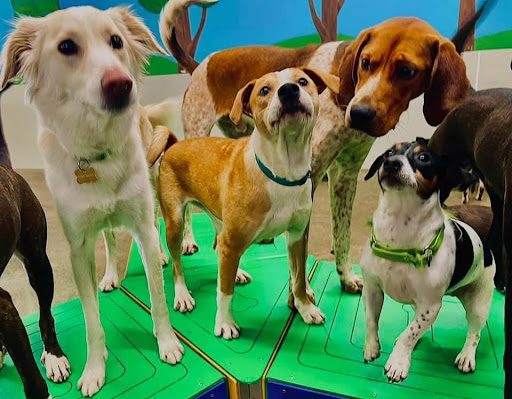 Posh Pets Doggy Daycare