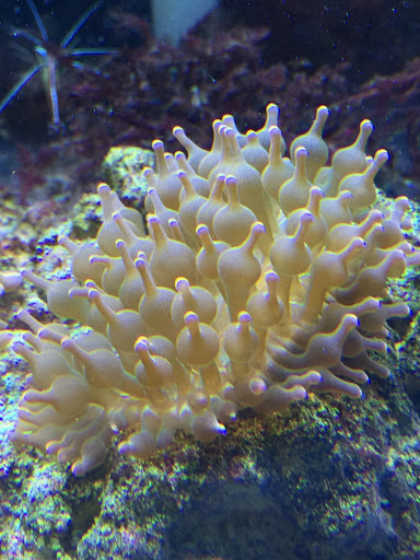 Tropical Fish Store «Reef Life Aquariums», reviews and photos, 5511 US-280 #310, Birmingham, AL 35242, USA