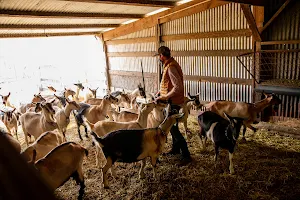 Harley Farms Goat Dairy image