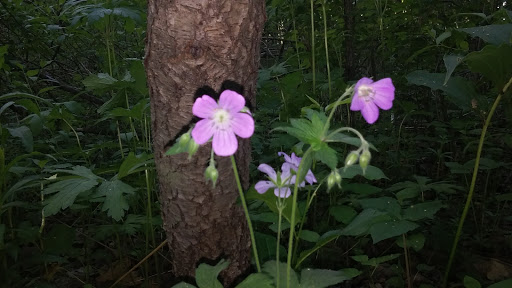 Nature Preserve «Gummere Woods And Marsters Preserve Trail», reviews and photos, 4 Wheeler Rd, North Grafton, MA 01536, USA