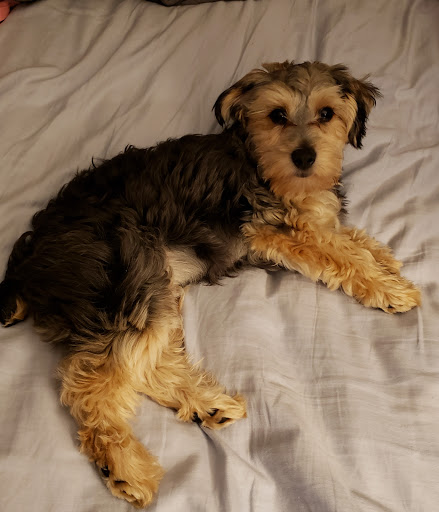 Pet Store «Charm City Puppies», reviews and photos, 8205 Snowden River Pkwy, Columbia, MD 21045, USA