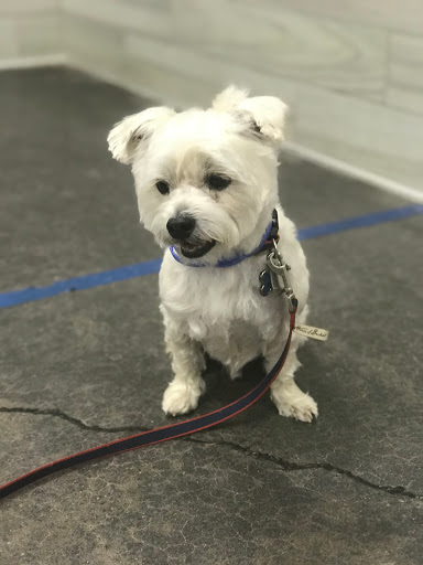 Pet Store «PetSmart», reviews and photos, 123 Grey St, East Aurora, NY 14052, USA