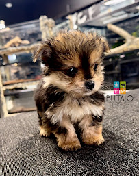 Buffalo Turtle Zoo - Photo 5 - Car repair in Buffalo, NY, Buffalo