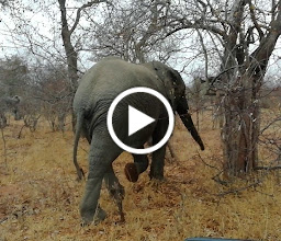Ricksha Tours and Safaris photo