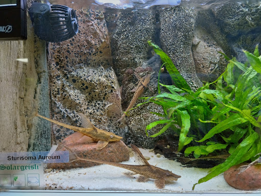 Sòlargeisli v/Frank Stræde in Broby, Faaborg-Midtfyn